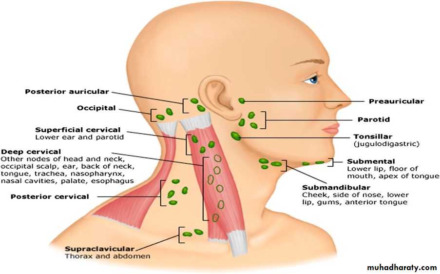 Что значат лимфоузлы. Поднижнечелюстные лимфоузлы узлы. Шейные лимфатические узлы расположение. Околоушные лимфоузлы расположение анатомия. Заушные лимфатические узлы анатомия.