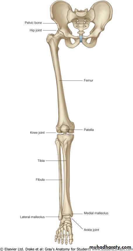 The Skeleton of the lower Limb pptx - عدي دريد عبدالقادر - Muhadharaty