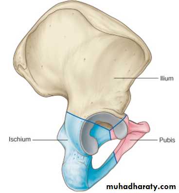 The Skeleton of the lower Limb pptx - عدي دريد عبدالقادر - Muhadharaty