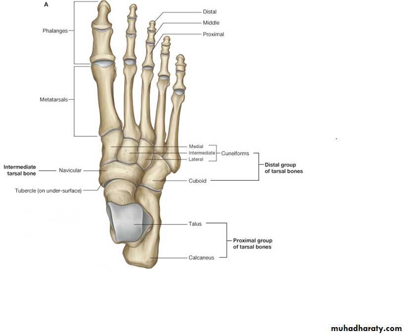 The Skeleton of the lower Limb pptx - عدي دريد عبدالقادر - Muhadharaty