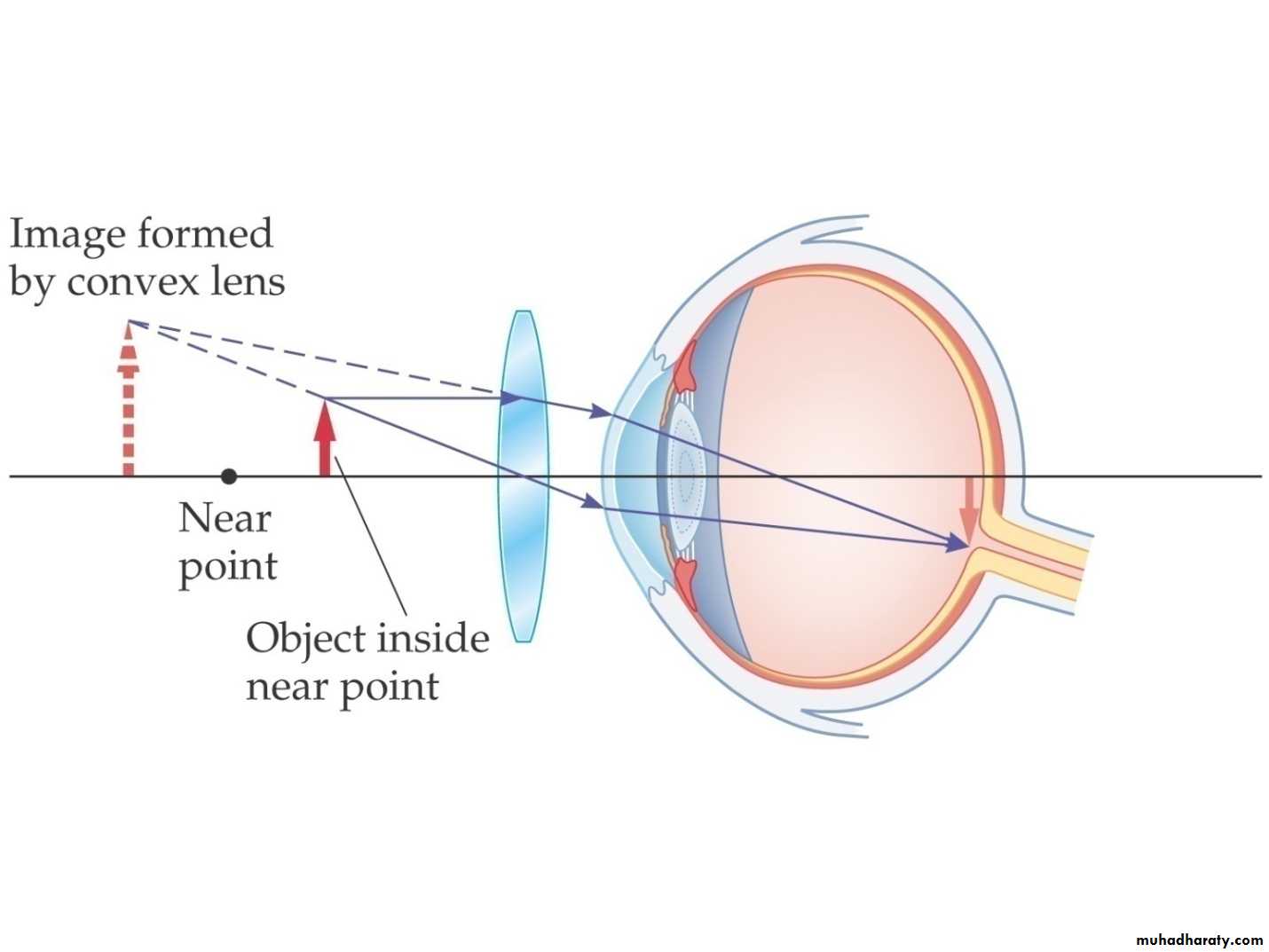 Light In Medicine And Eye Vision Docx - د.تيماء - Muhadharaty