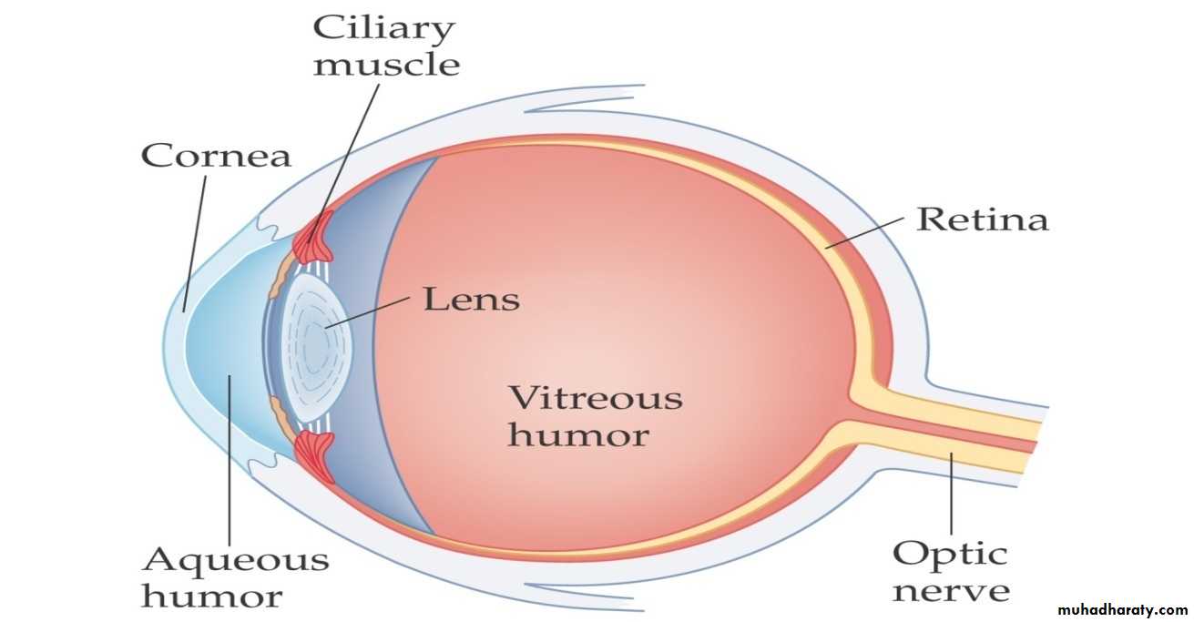 light in medicine and eye vision docx - د.تيماء - Muhadharaty