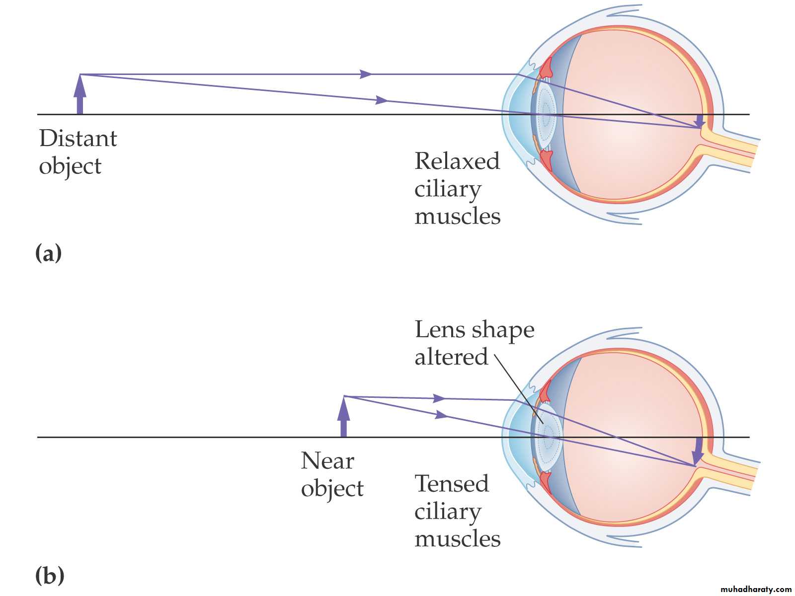 light in medicine ppt pptx - د.تيماء - Muhadharaty