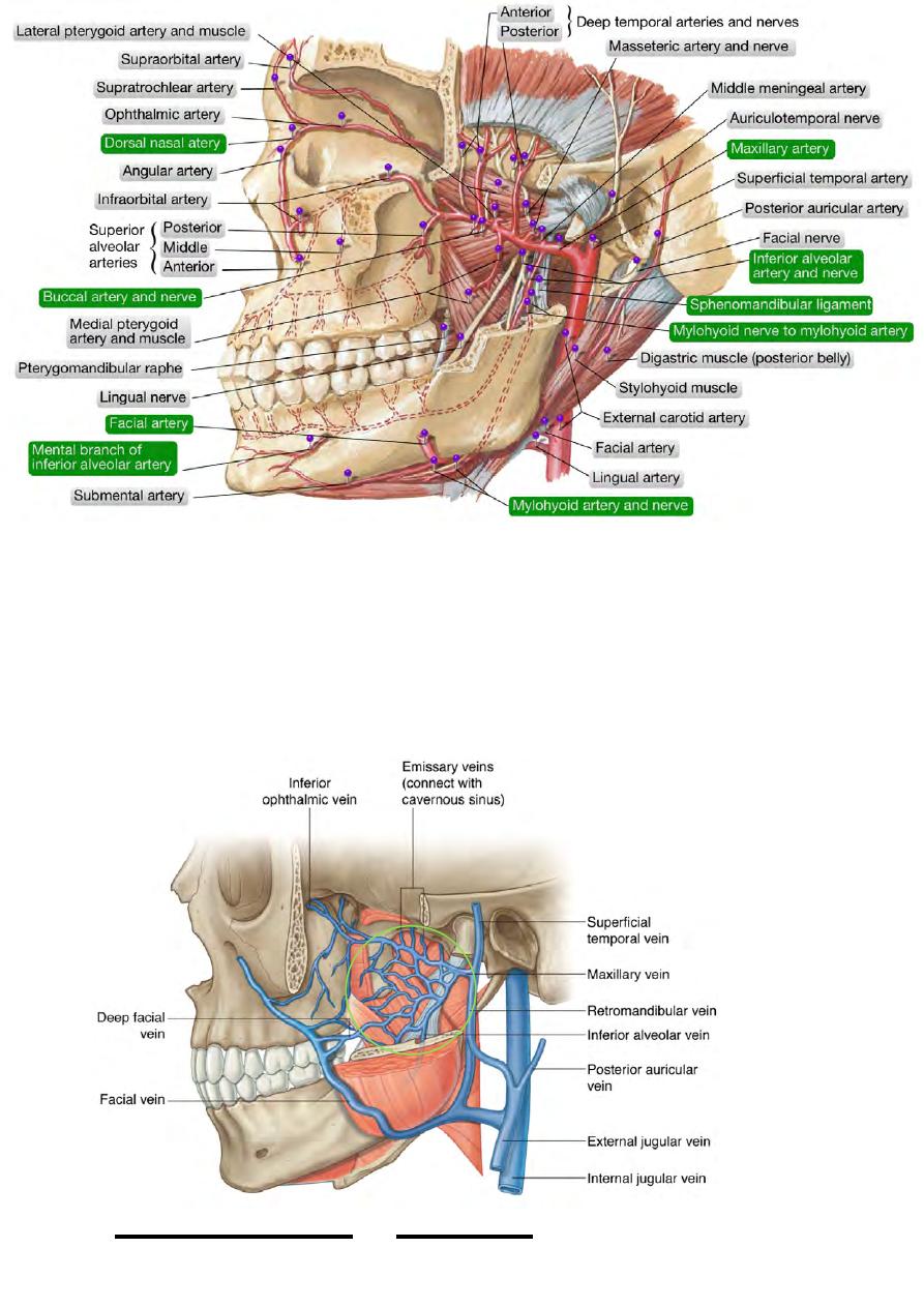 sphenomandibular ligament maxillary artery