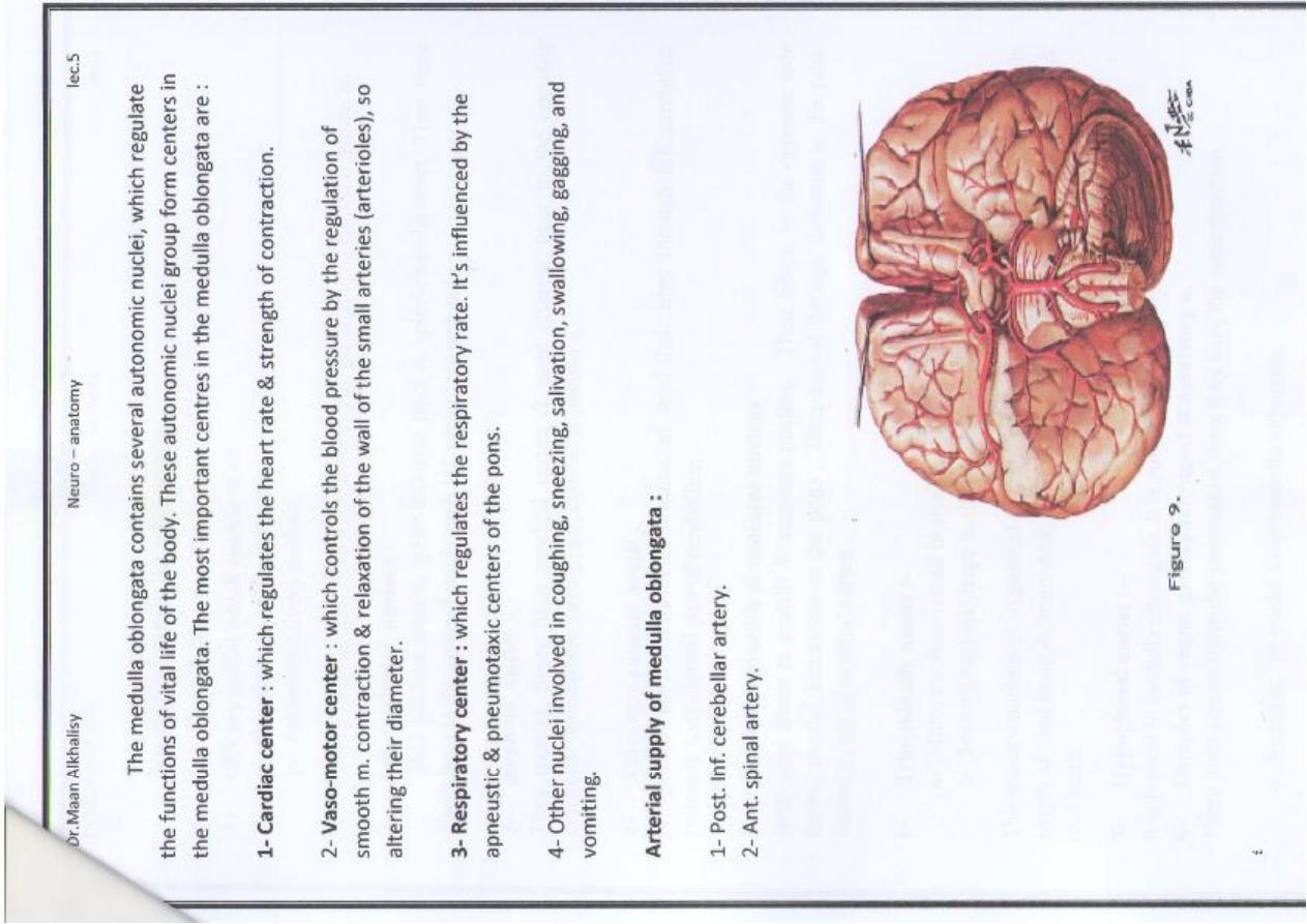 Neuro anatomy pdf - د. معن - Muhadharaty