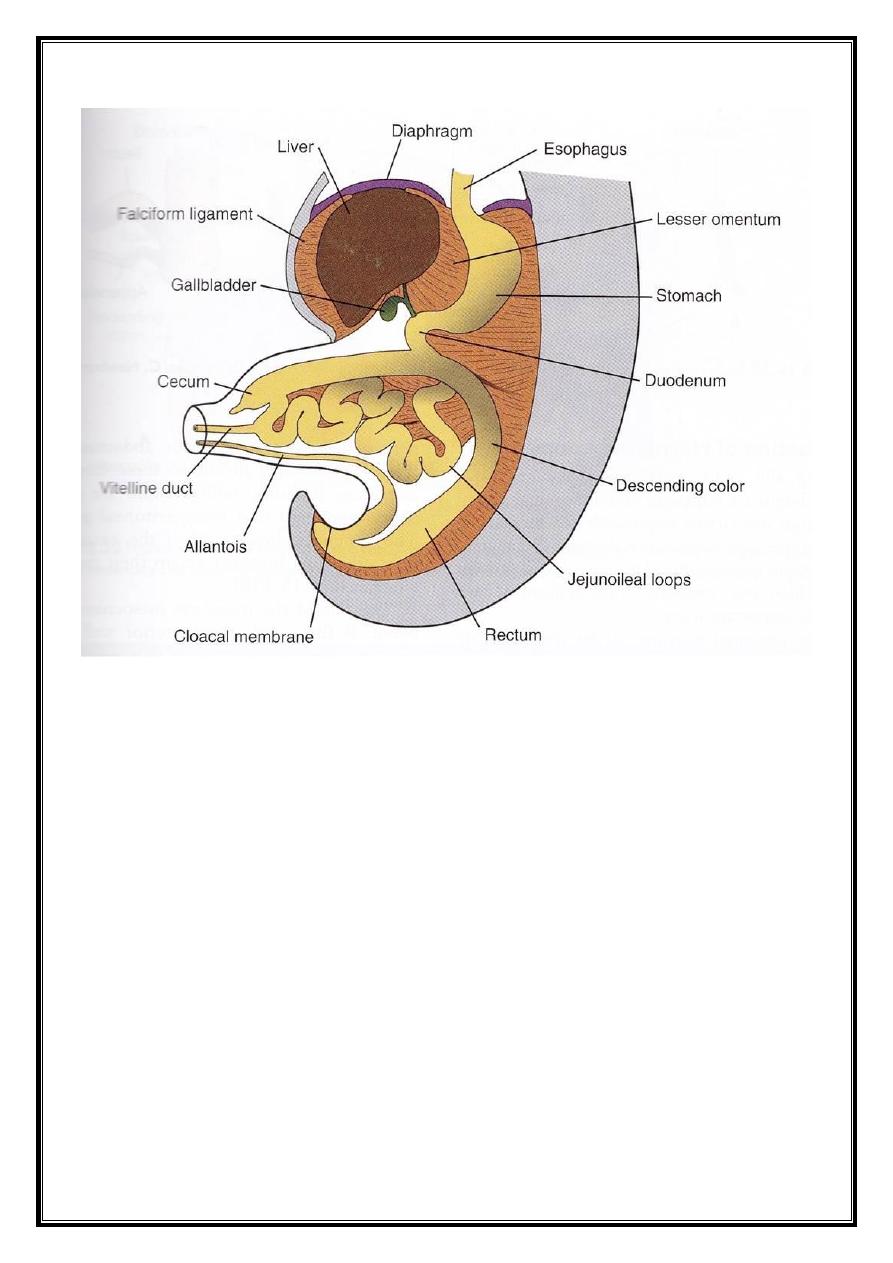 Embryology pdf - د. معن - Muhadharaty