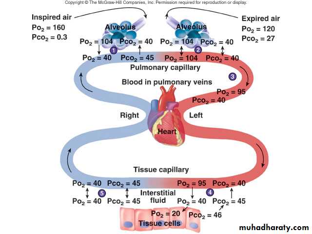 Respiratory system pptx - د. زيد - Muhadharaty