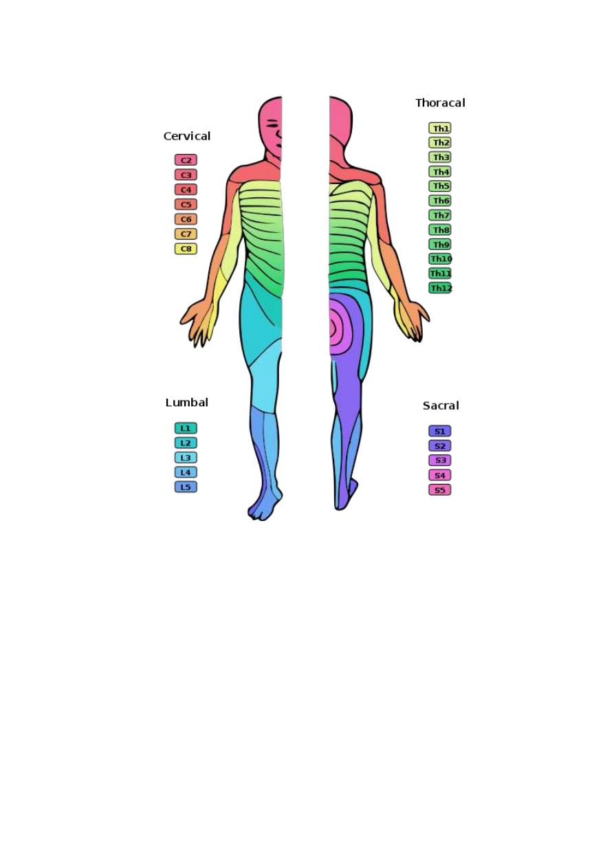 Nervous system pdf - د. بسام - Muhadharaty