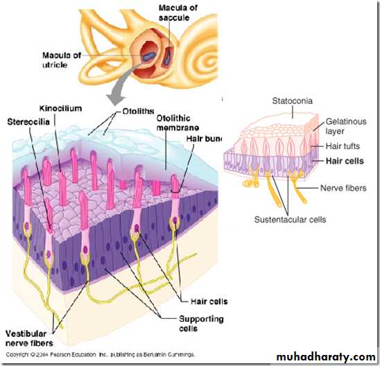 Ear pptx - د. اسراء - Muhadharaty