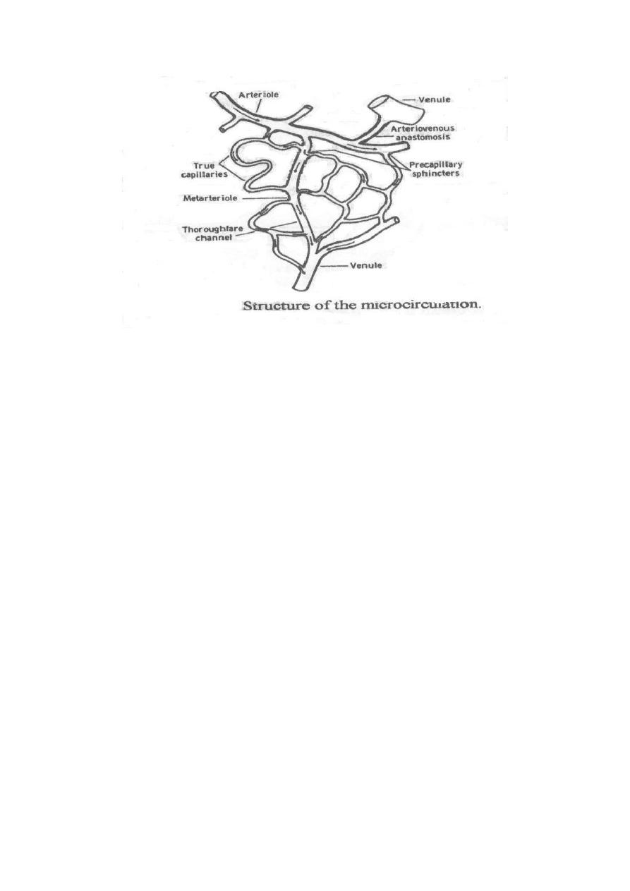 cardiovascular-system-pdf-muhadharaty