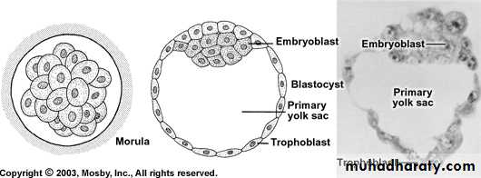 Embryology of the Head pptx - dr.duran - Muhadharaty