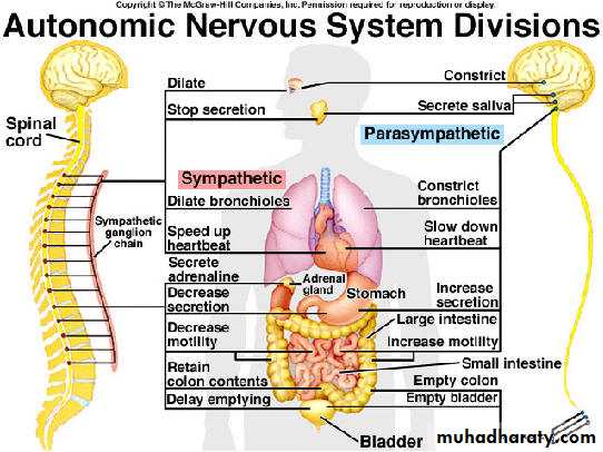 Introduction to Neurology pptx - غير معروف - Muhadharaty