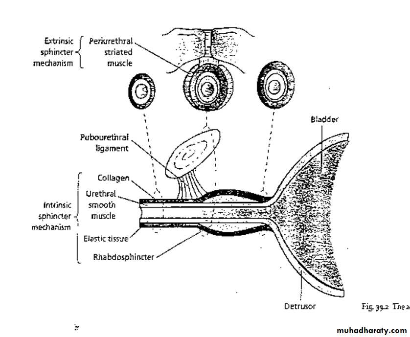 Urinary problems in gynecology pptx - غير معروف - Muhadharaty