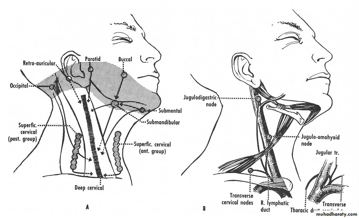 anatomy pptx - د.مجهول - Muhadharaty