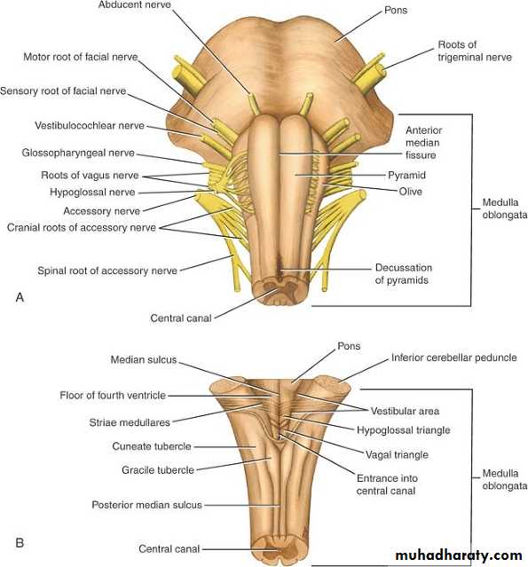 anatomy pptx - د.مجهول - Muhadharaty