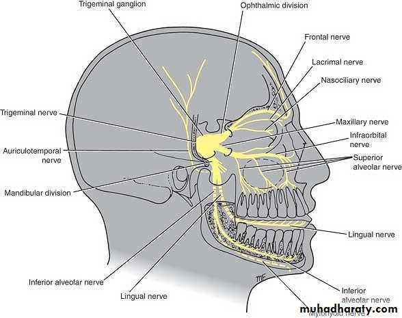 anatomy pptx - د.مجهول - Muhadharaty