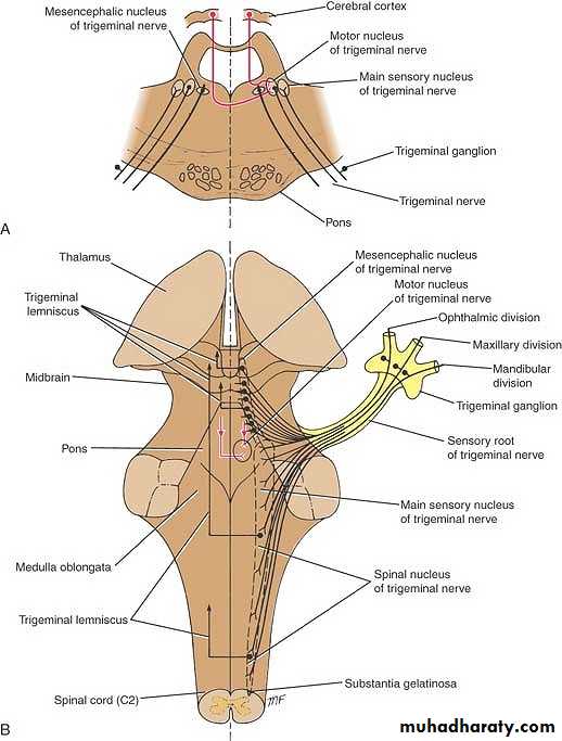 anatomy pptx - د.مجهول - Muhadharaty