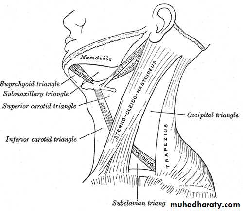 Neck mass pptx - د. خلف اللويزي - Muhadharaty