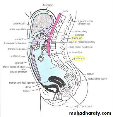 Peritonium pptx - د. موفق مزعل - Muhadharaty