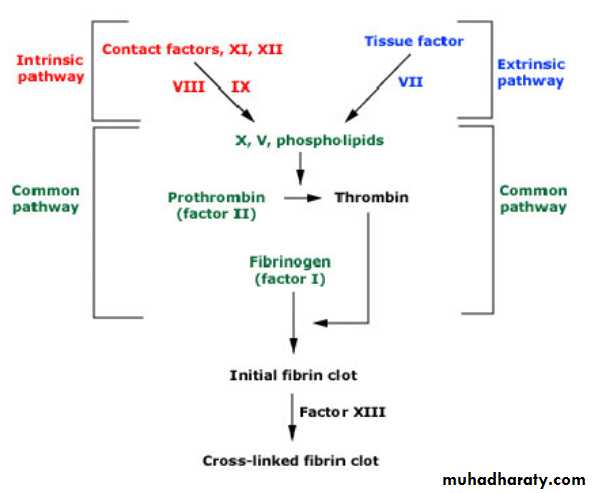 Coagulation Disorder Pptx - د. امنة - Muhadharaty