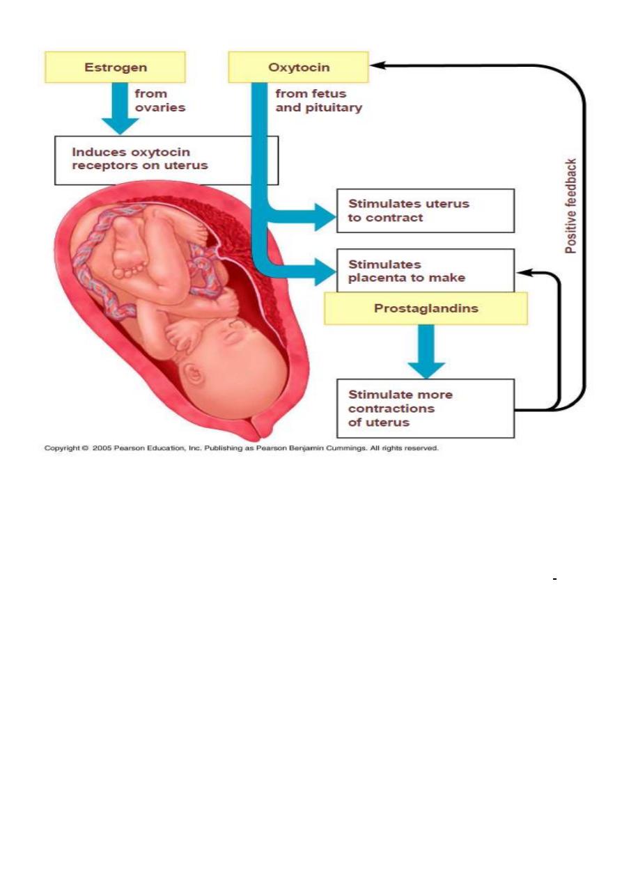 7 Labor And Delivery Pdf د أسيل Muhadharaty