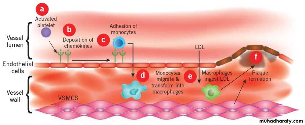 Prp терапия яичников. Endothelial Cells. Platelet aggregation. Platelet Volume.