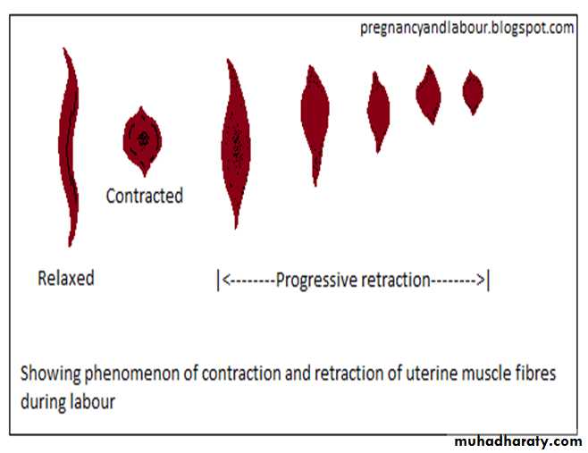 Physiological changes in labour pptx نظري Muhadharaty