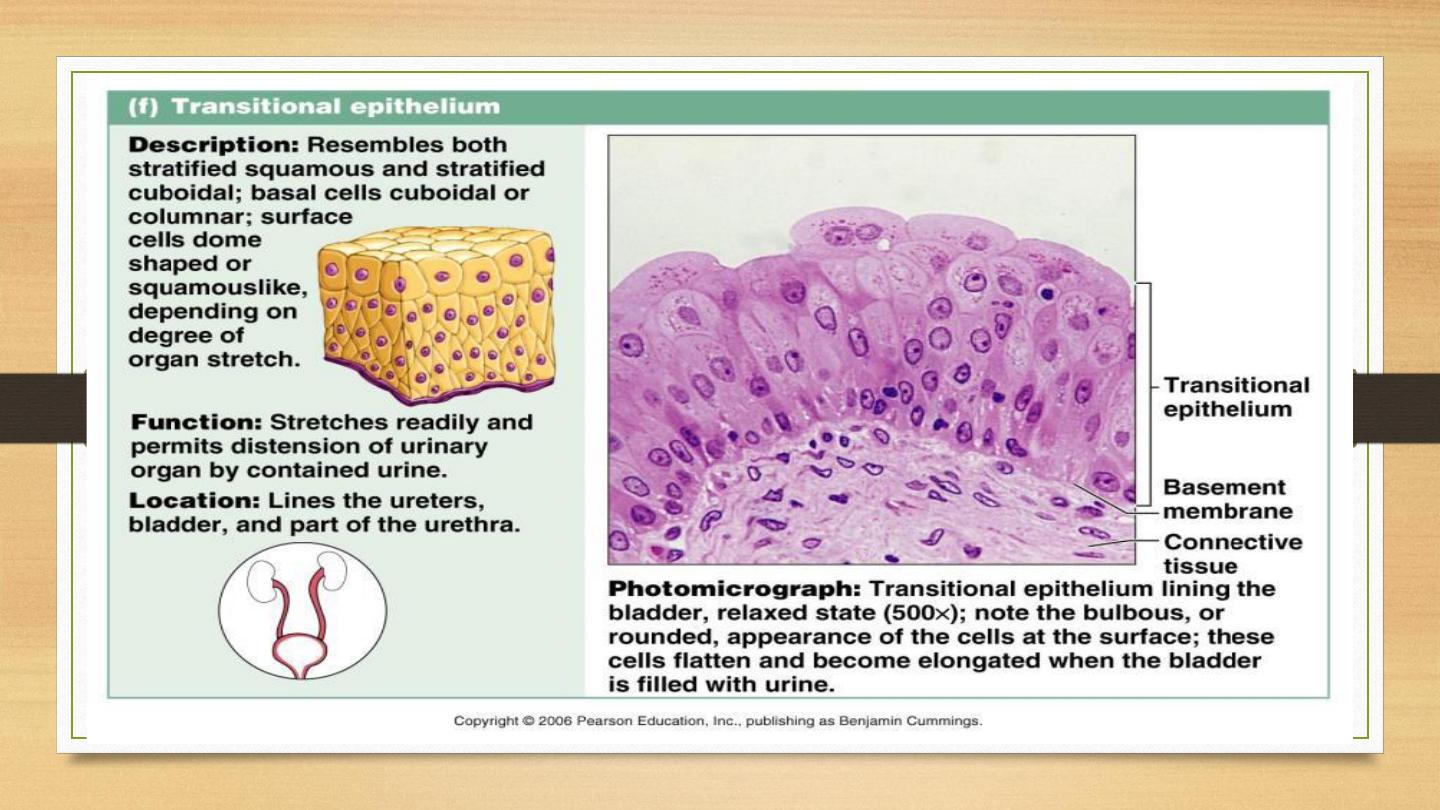 Introduction to histology and epithelial tissue pdf - Dr. Zana Dalawi ...