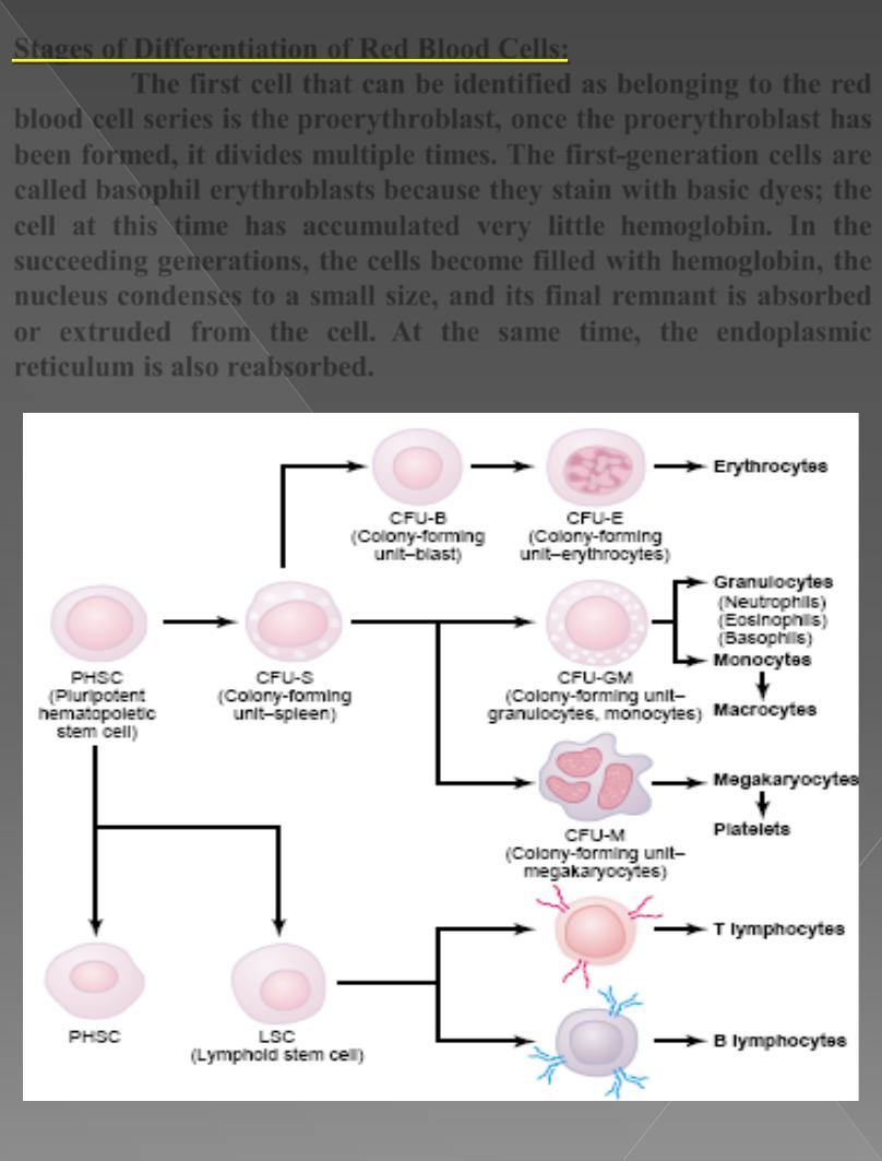 RBC Anemia and polycythemia pdf - Dr. Mohammed Fatih - Muhadharaty