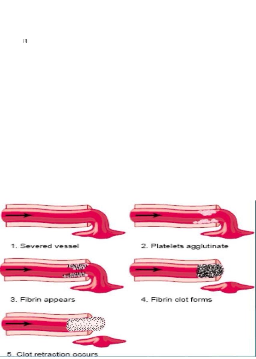 Hemostasis And Blood Coagulation Pdf - Dr. Mohammed Fatih - Muhadharaty