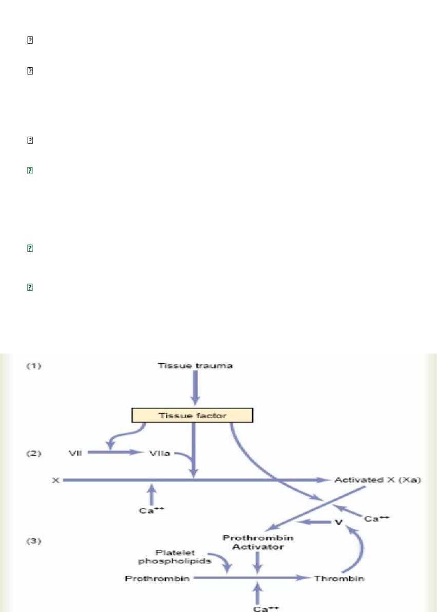 Hemostasis And Blood Coagulation Pdf - Dr. Mohammed Fatih - Muhadharaty