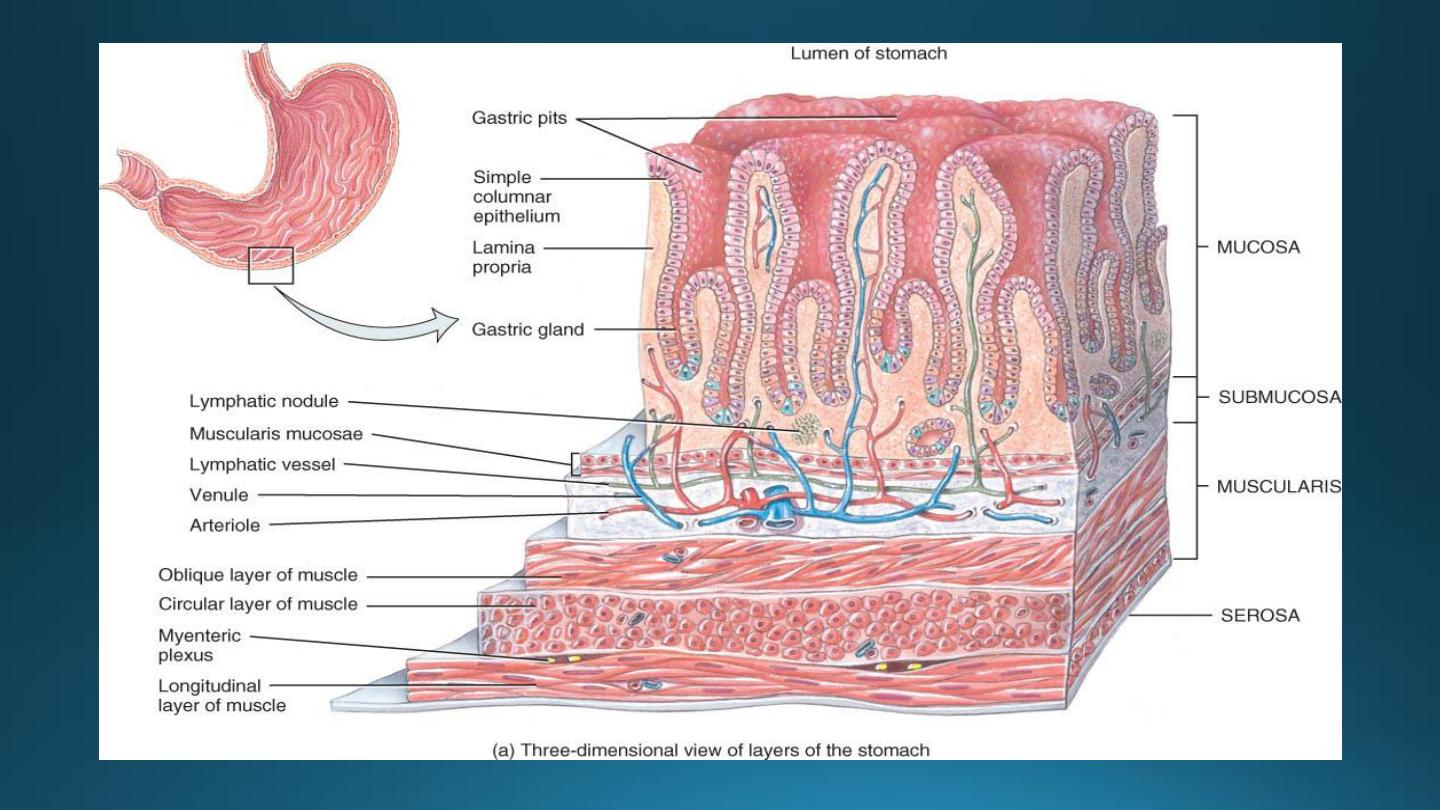 Gastrointestinal tract pdf - Dr. Zana Dalawi - Muhadharaty