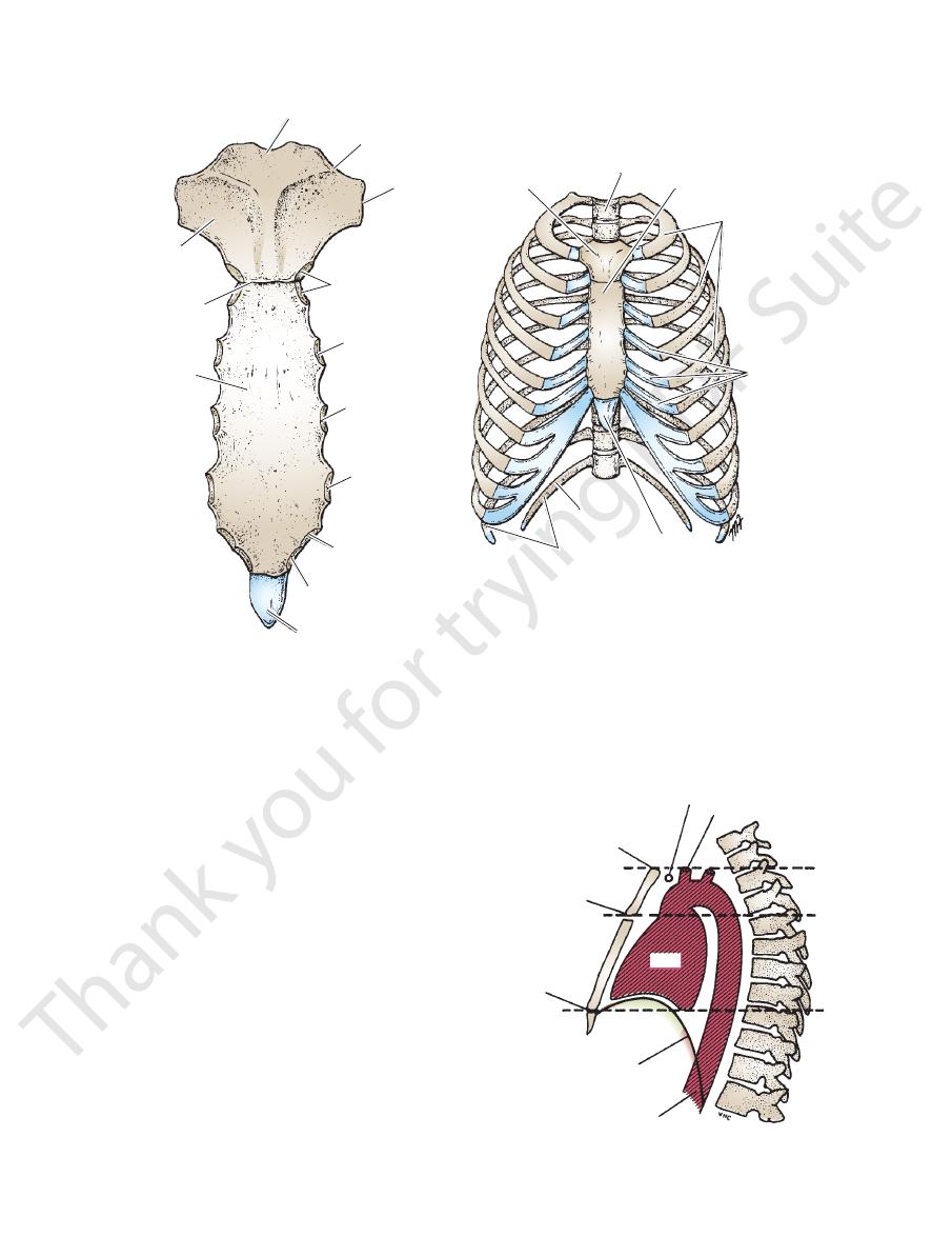 Thoracic wall basic anatomy 1 pdf - Thorax - Muhadharaty