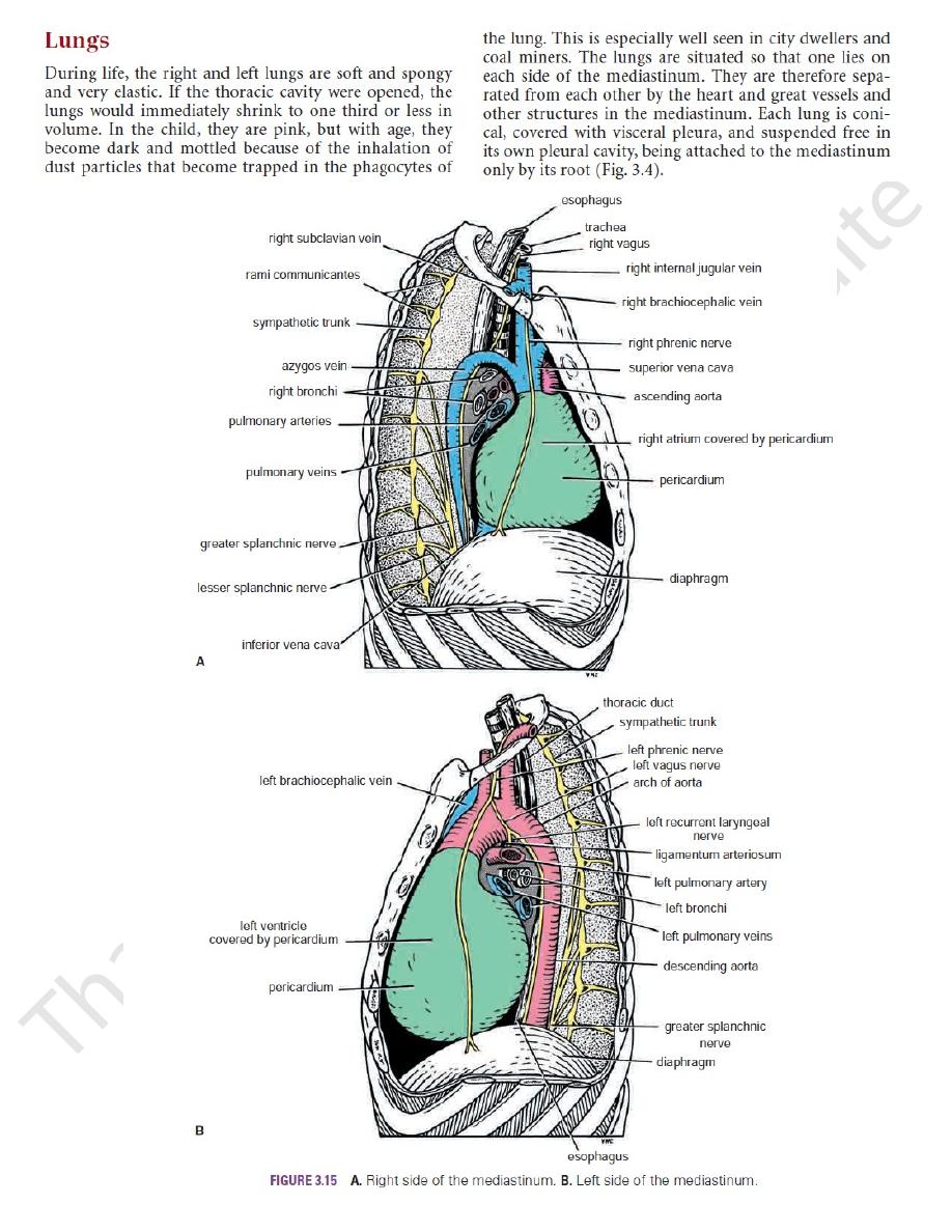 Lungs Pdf - Thorax - Muhadharaty