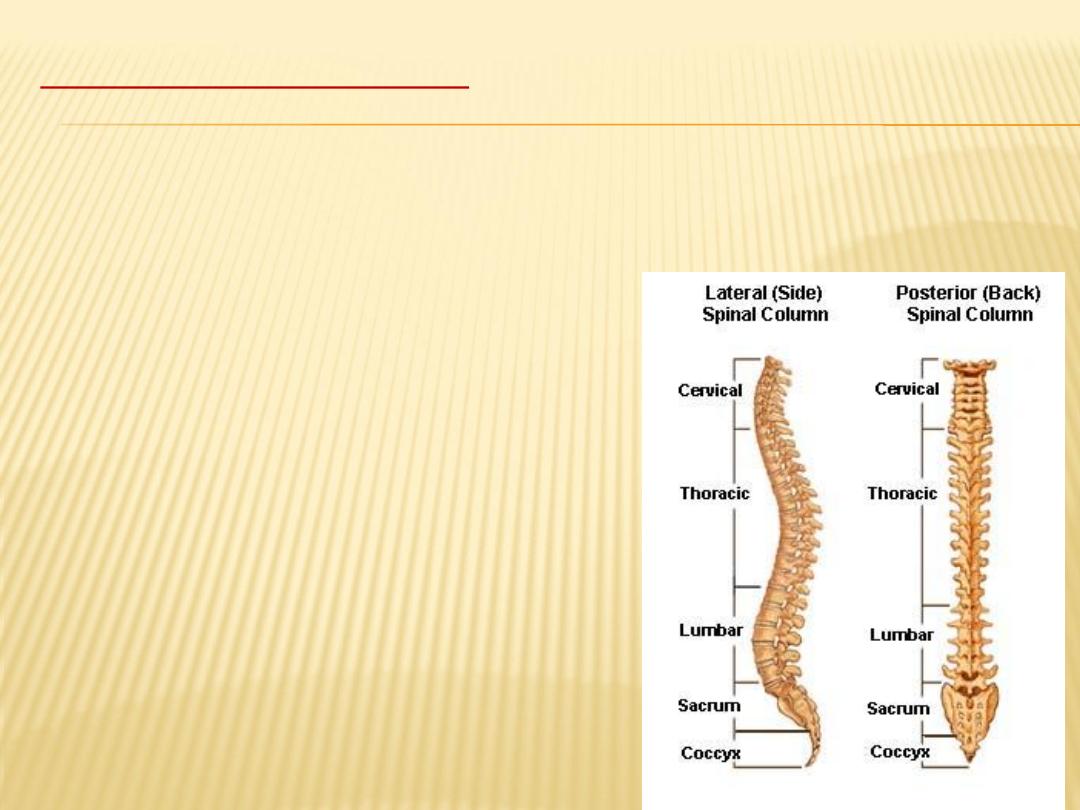 Vertebral Body And Spinal Cord Pdf Neuroanatomy Muhadharaty