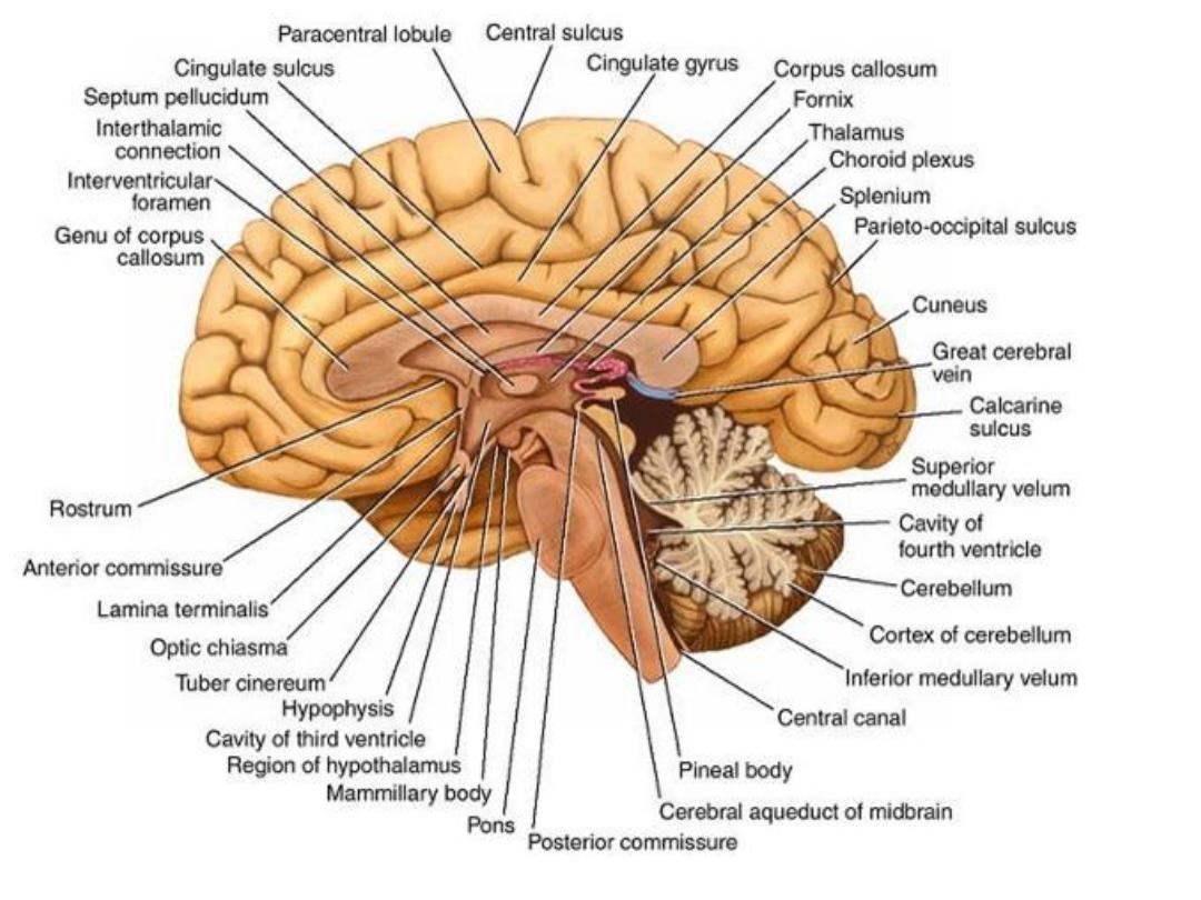 The Brainstem Pdf - Neuroanatomy - Muhadharaty