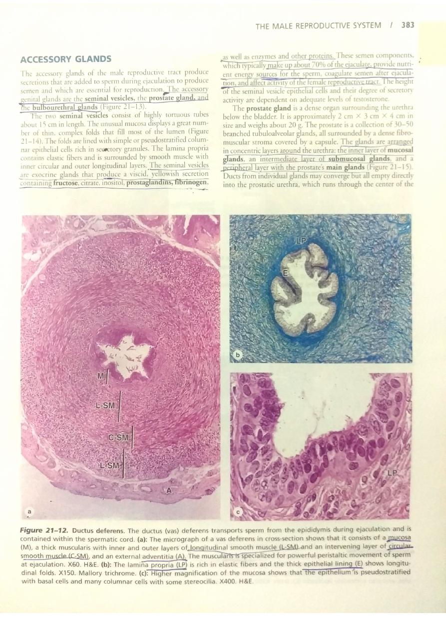 The male reproductive system pdf - نظري - Muhadharaty