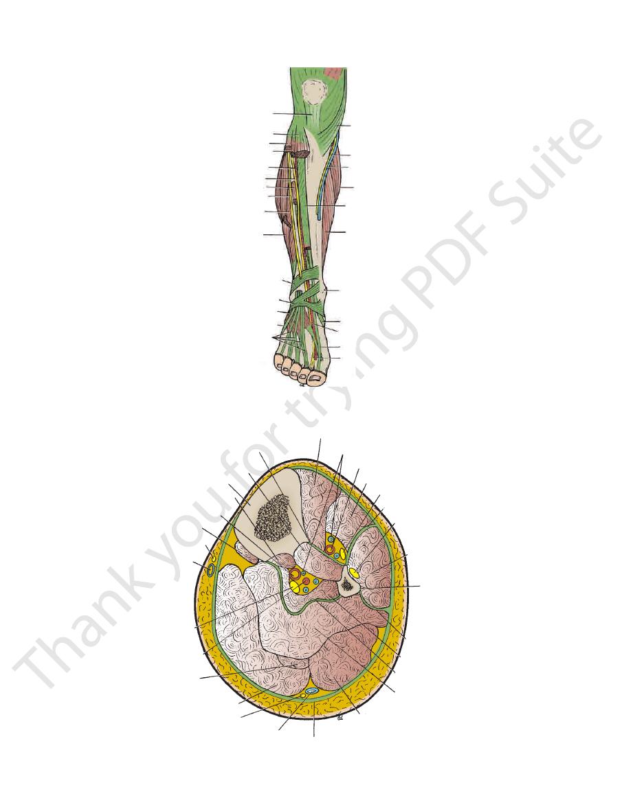 Fascial compartments of the leg pdf - Lower limb - Muhadharaty