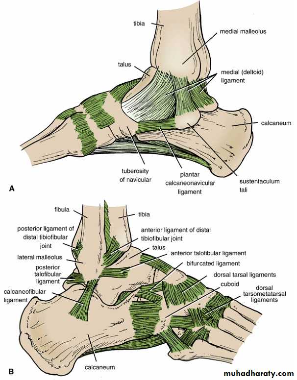 Joints of the lower limb pptx - Lower limb (Practical) - Muhadharaty