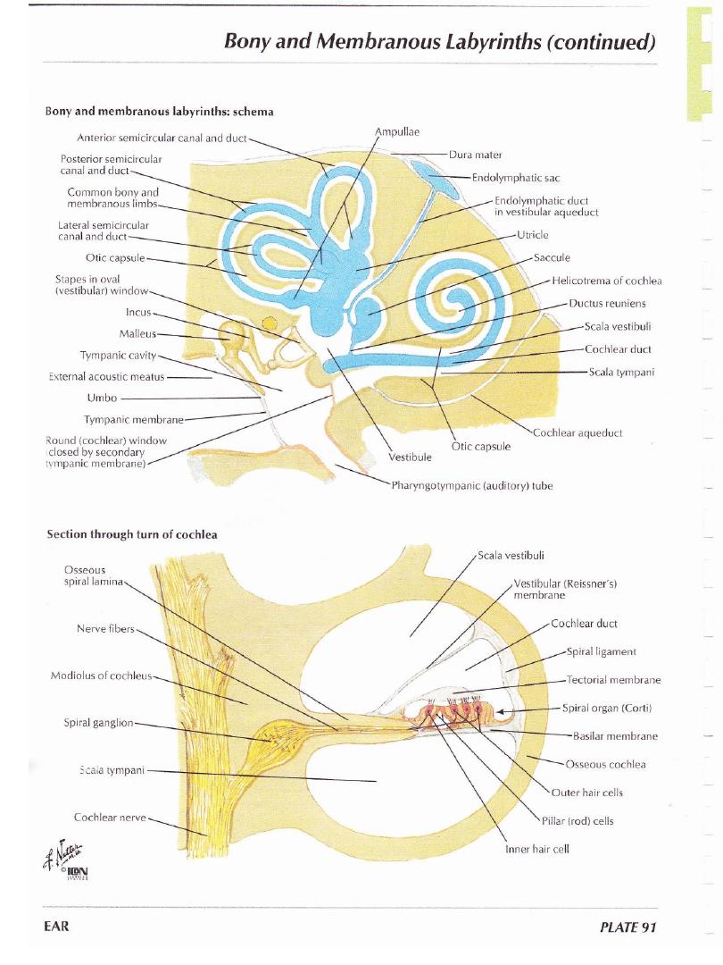 Physics of Ear and Hearing pdf - نظري - Muhadharaty