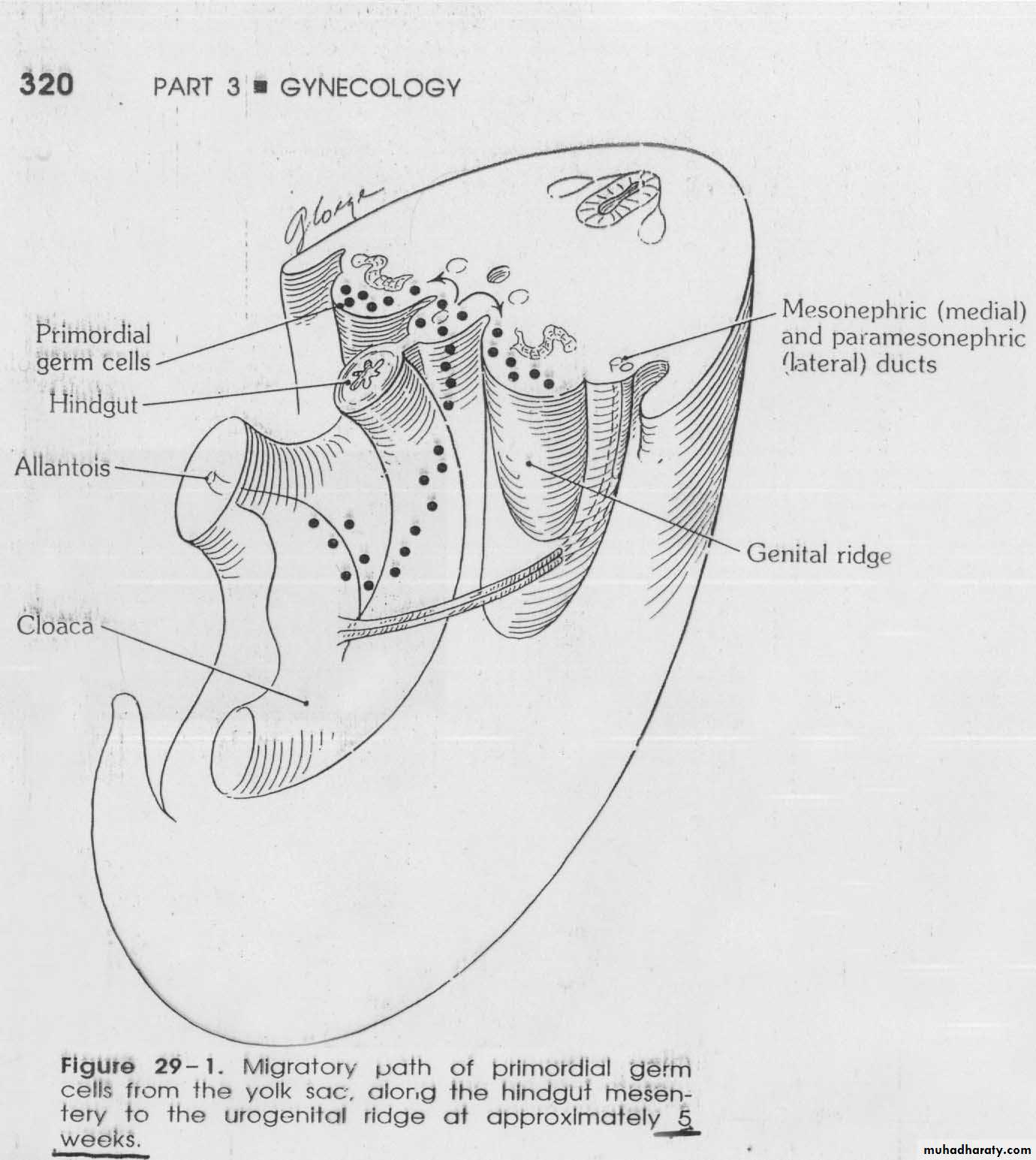 Normal development of the female genital tract pptx - د.أسماء السنجري ...