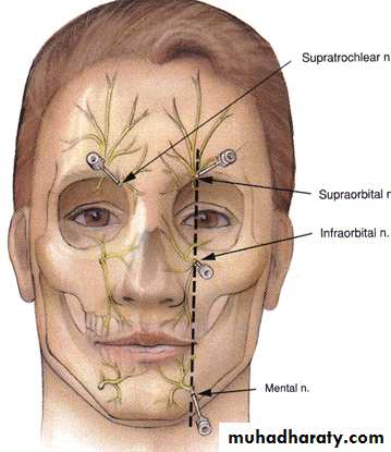 humman anatomy of face pptx - دكتور نجاة نظري - Muhadharaty