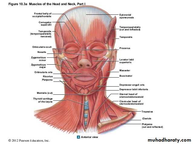 humman anatomy of face pptx - دكتور نجاة نظري - Muhadharaty