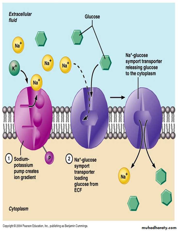 transport thorough cell membrane ppt pptx - د. علياء - Muhadharaty