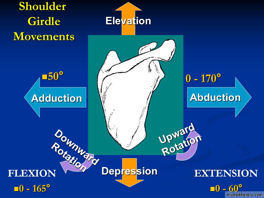 Upper Limb Orthopedic docx - د.مثنى - Muhadharaty