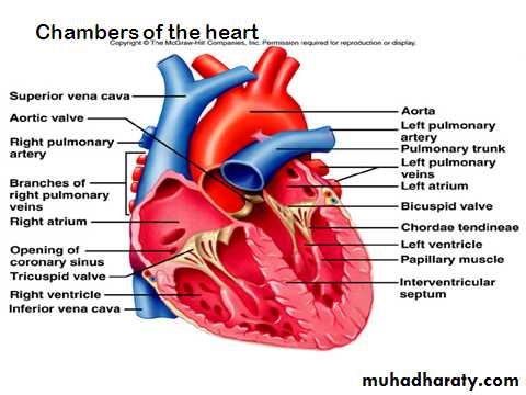 Physiology docx - د.صبا - Muhadharaty