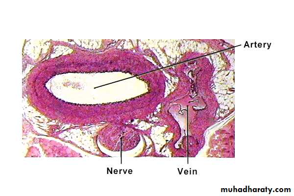 General Histology Pptx د حارث Muhadharaty