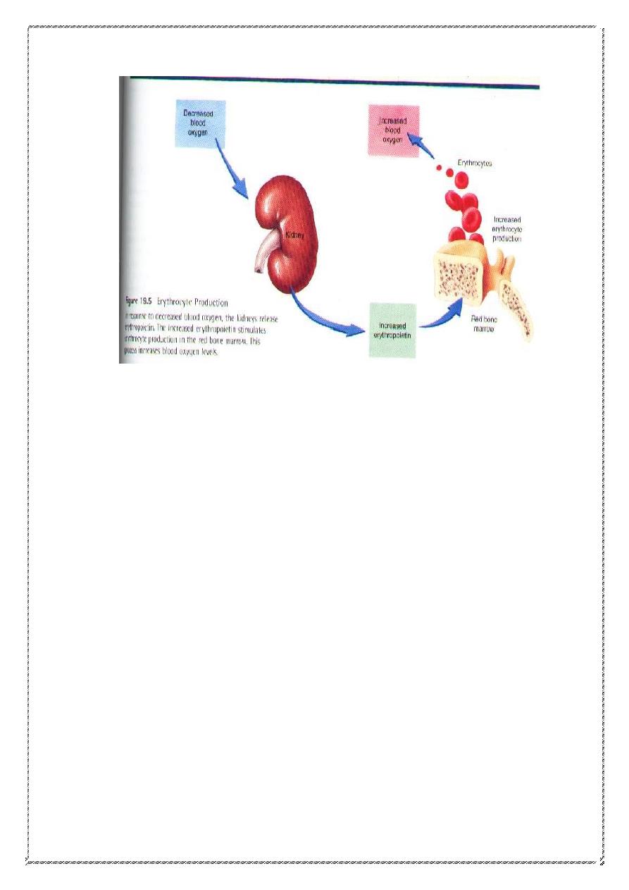 Blood 2 PDF pdf - Dr.Baybeen Selevany - Muhadharaty