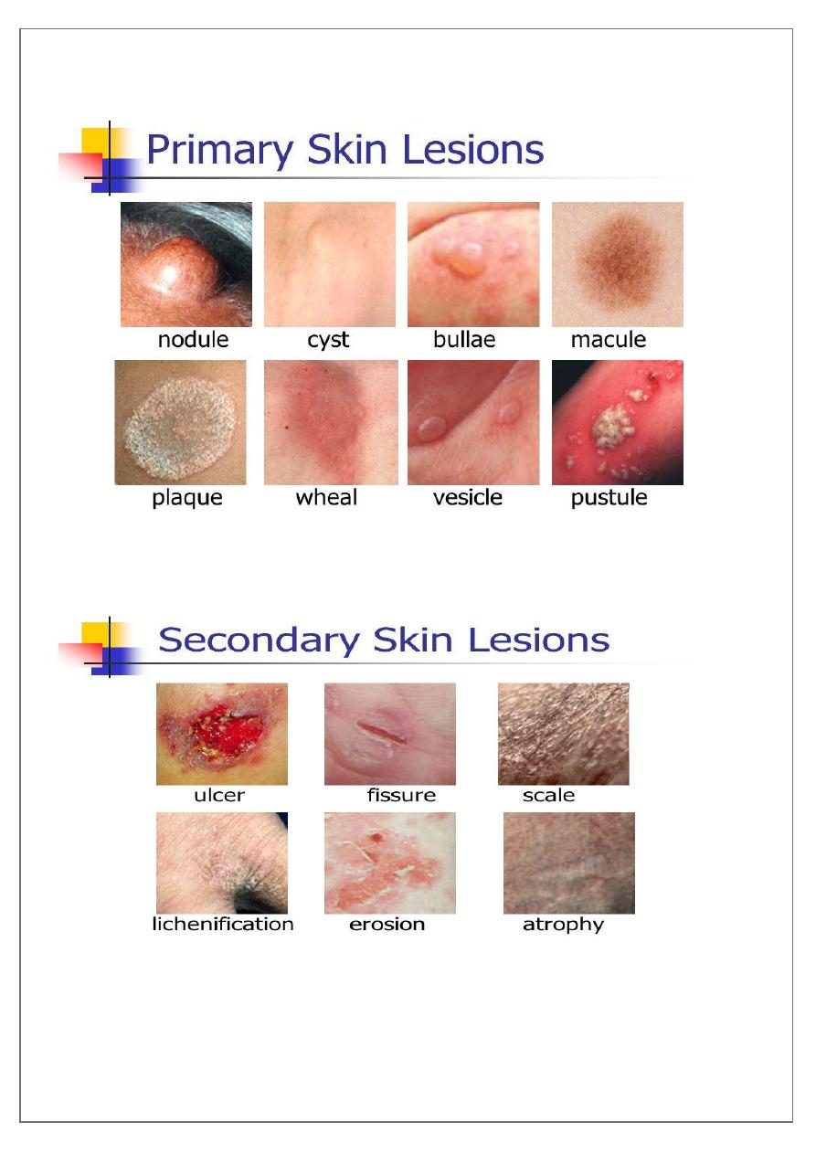 Morphology of The Skin pdf - د.منار - Muhadharaty