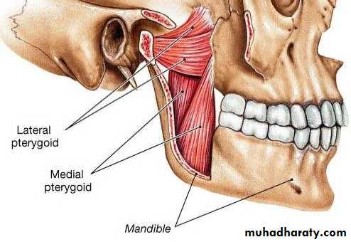 Крыловидно нижнечелюстная складка. 2. Медиальная крыловидная мышца.. Латеральная и медиальная крыловидные мышцы. Pterygoideus internus. Латеральная крыловидная мышца (musculus pterygoideus lateralis).